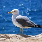 Sturmvogel Gesetzliche Rentenversicherung